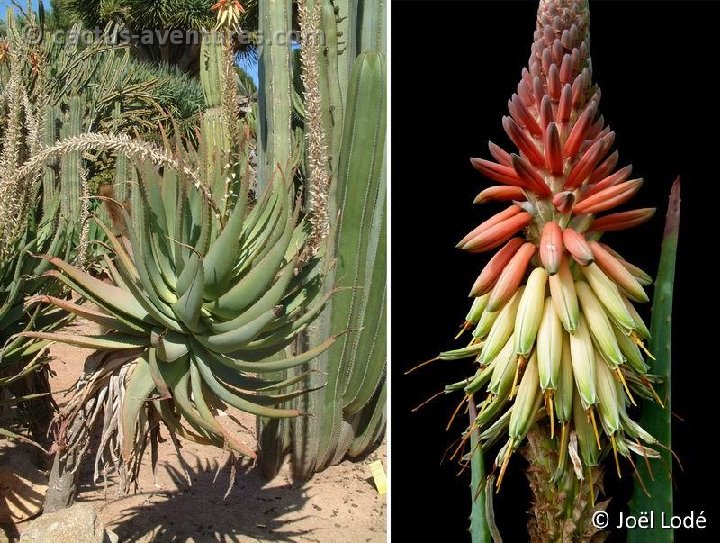 Aloe caesia (infl.) Dscf1577